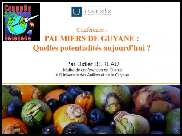 Palmiers de Guyane : quelles potentialités aujourd’hui ?