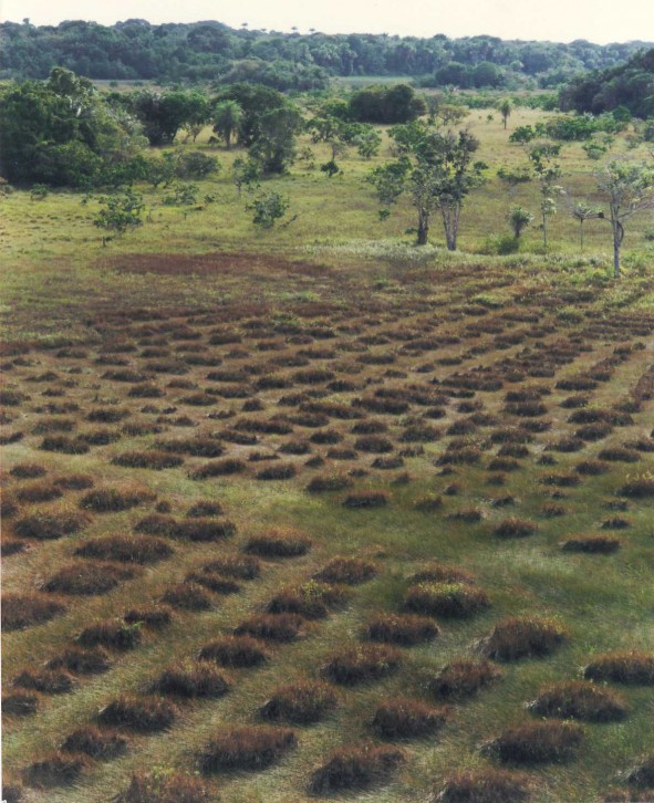 Une histoire agricole de la Guyane : entre archéologie et écologie