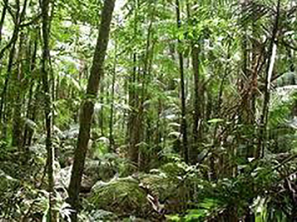 Fête de la Science à Kourou : Stand d’animation et d’expérience « Ecologie des forêts de Guyane »