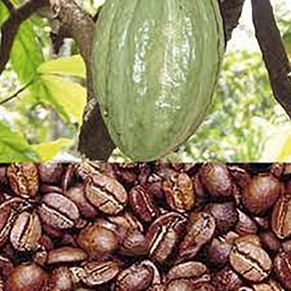 Fête de la Science à Kourou : Rencontre avec des chercheurs du CIRAD sur le café et le cacao