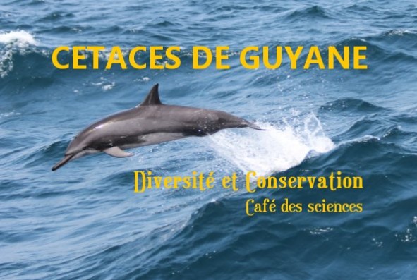 Diversité et conservation des cétacés en Guyane