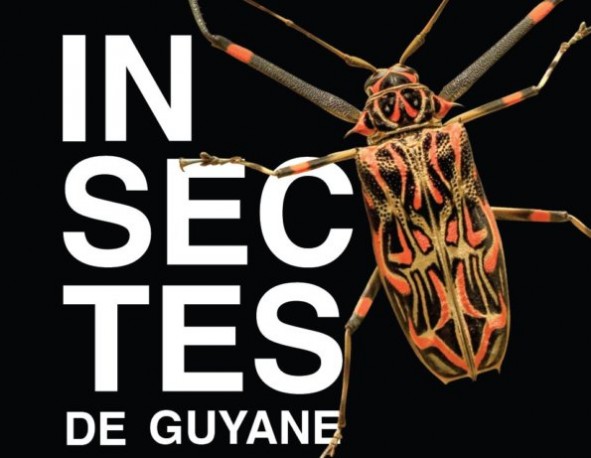 Insectes de Guyane