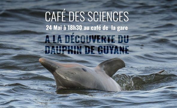 Dauphins de Guyane