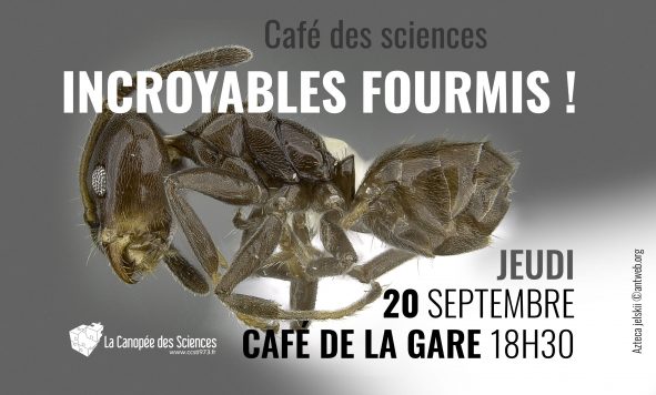 Incroyables Fourmis