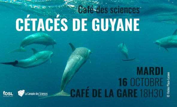 Cétacés au large de la Guyane!