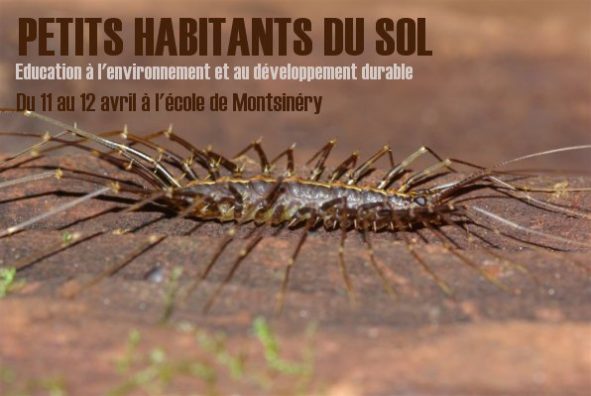 Petits habitants du sol