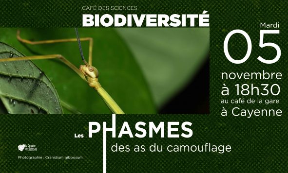 Café des Sciences – Phasmes de Guyane