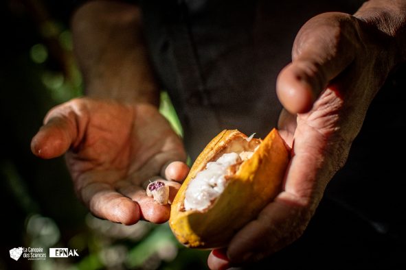 Docteur Cacao