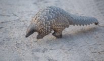 le pangolin Manis javanica