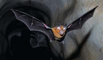 La chauve-souris Rhinolophus affini