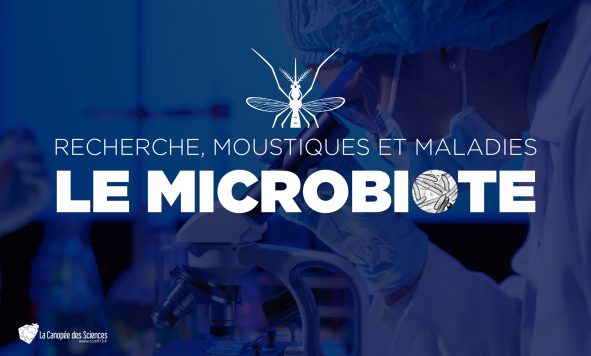 Interview de chercheur : moustiques, microbiotes et maladies