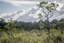 Savanes de Nancibo