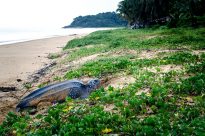 Entretien avec Tony Nalovic, ingénieur halieute au Comité des pêches de Guyane