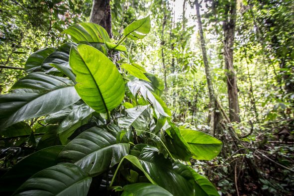 Wey Amazone : La réserve du mont Grand Matoury, la nature en sursis