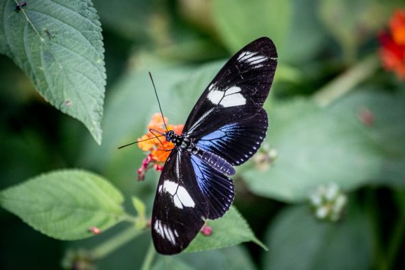 La génétique des papillons