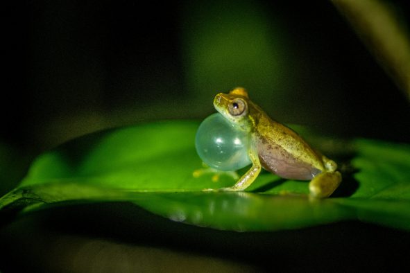 Biophonie Guyanaise