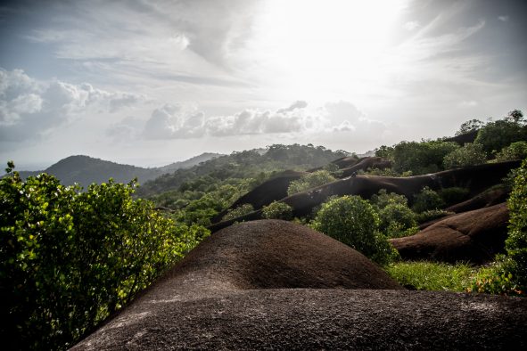 Rencontres au sommet de la forêt tropicale en Guyane