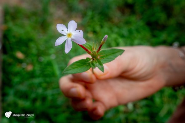 Éducation artistique et culturelle : photographie scientifique