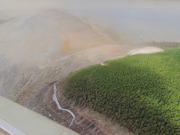 La Mangrove, la sentinelle du littoral guyanais