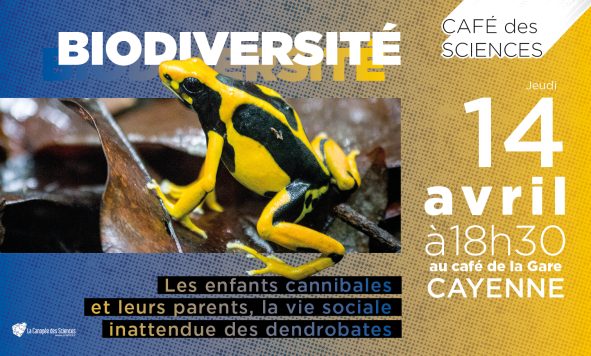 Café des Sciences –  Dendrobates