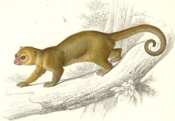 Guyane : Une nouvelle étude sur le kinkajou, et son importance pour la préservation de la forêt