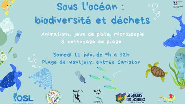 Sous l’océan : biodiversité et déchets