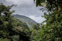 étude sur l’impact de la déforestation en Guyane