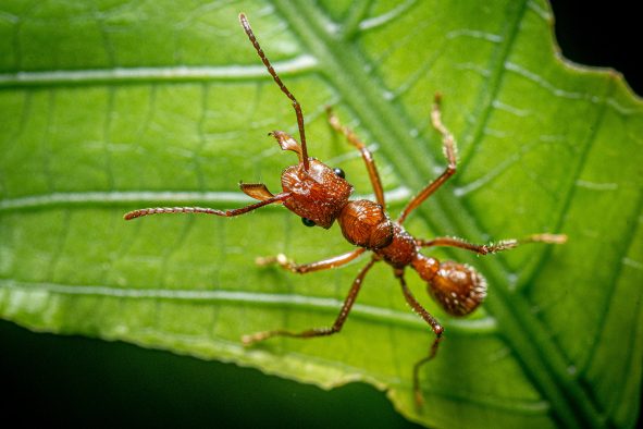 L’odyssée des fourmis