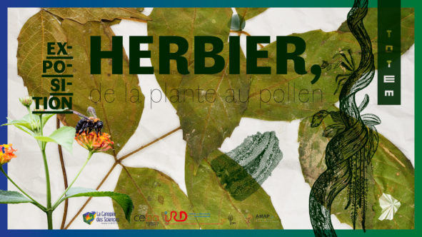 Exposition : herbier, de la plante au Pollen