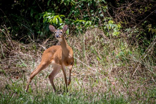 À la recherche de la biche des palétuviers