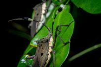 Mystérieux insectes, sur la piste des origines