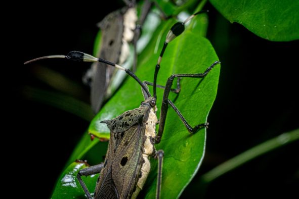 Mystérieux insectes, sur la piste des origines