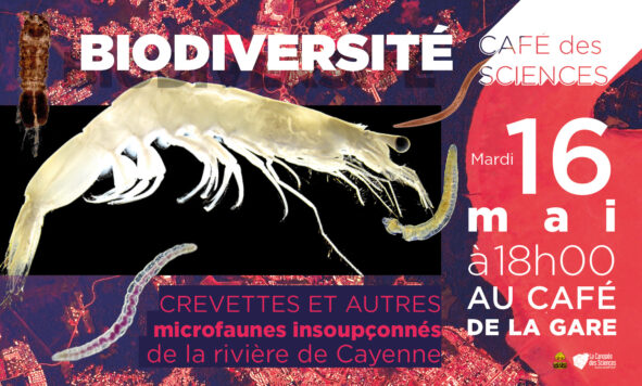 Café des Sciences – Crevettes et les petits animaux insoupçonnés de la rivière de Cayenne