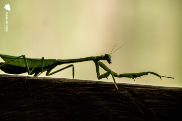 Les Mantes dévoilent leurs secrets en Guyane